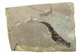 Permian Amphibian (Sclerocephalus) Fossil - Germany #264227-1
